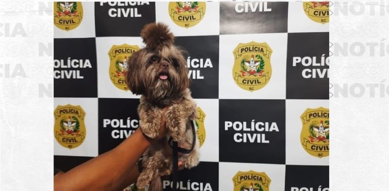 Shih-tzu furtado durante o fim de semana foi devolvido &agrave; fam&iacute;lia – Foto: Pol&iacute;cia Civil/Divulga&ccedil;&atilde;o