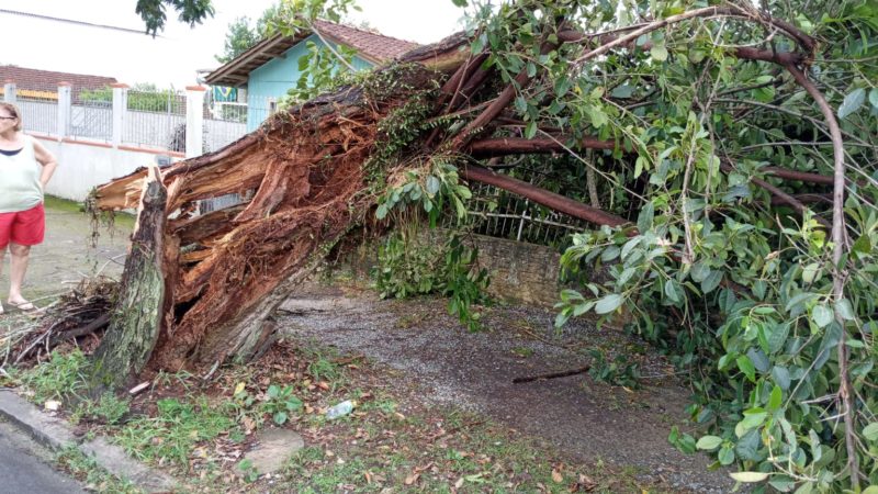 &Aacute;rvore caiu sobre um muro e cerca atingindo a beirada de uma casa no bairro Itaum. – Foto: Viviane Schroeder/ Divulga&ccedil;&atilde;o ND