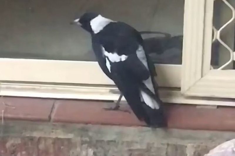 Ave imita cachorro para chamar a aten&ccedil;&atilde;o da fam&iacute;lia – Foto: Reprodu&ccedil;&atilde;o/Facebook