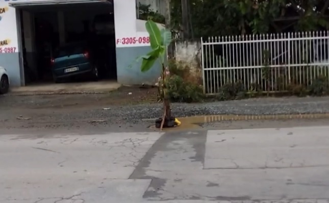 bananeira plantada no buraco