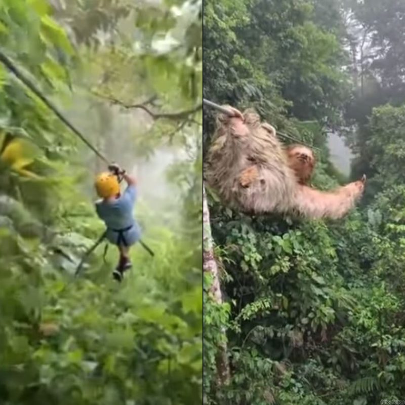 Crian&ccedil;a estava em tirolesa quando colidiu em bicho-pregui&ccedil;a – Foto: Internet/Reprodu&ccedil;&atilde;o/ND