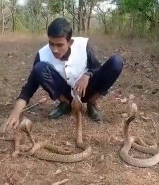 O jovem de 20 anos estava brincando com as cobras