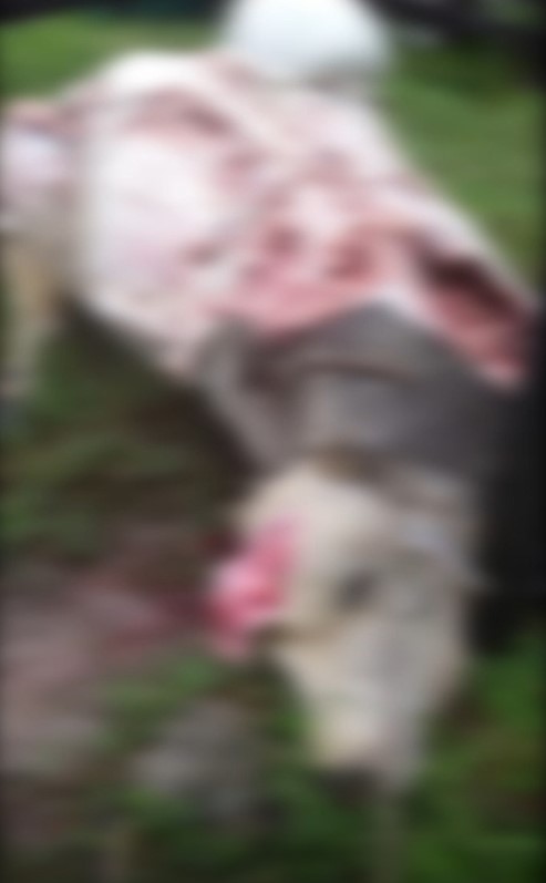 Boi morto custa R$ 30 mil – Foto: Arquivo Pessoal/Reprodu&ccedil;&atilde;o