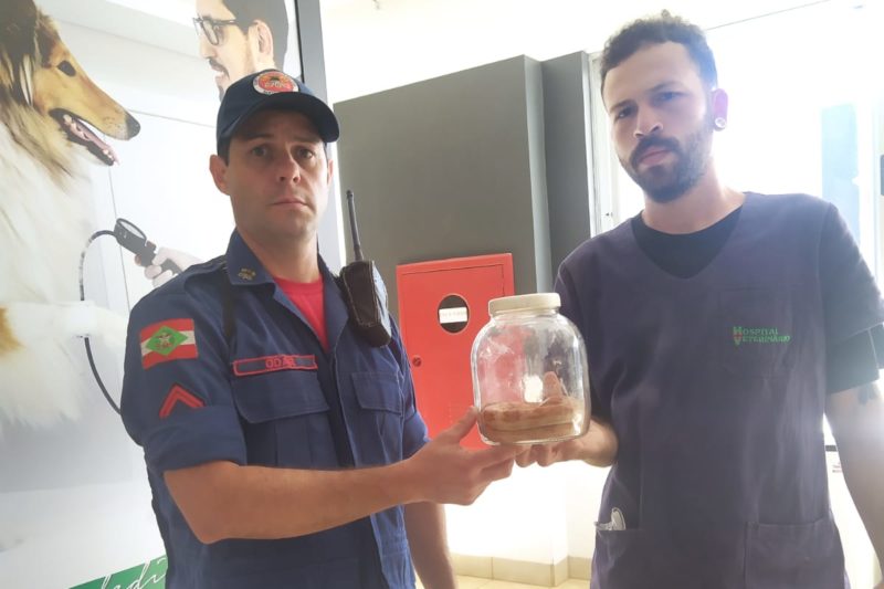 Cobra foi entregue por um morador ao Corpo de Bombeiros Militar. Foto: Bombeiros/Divulga&ccedil;&atilde;o/ND