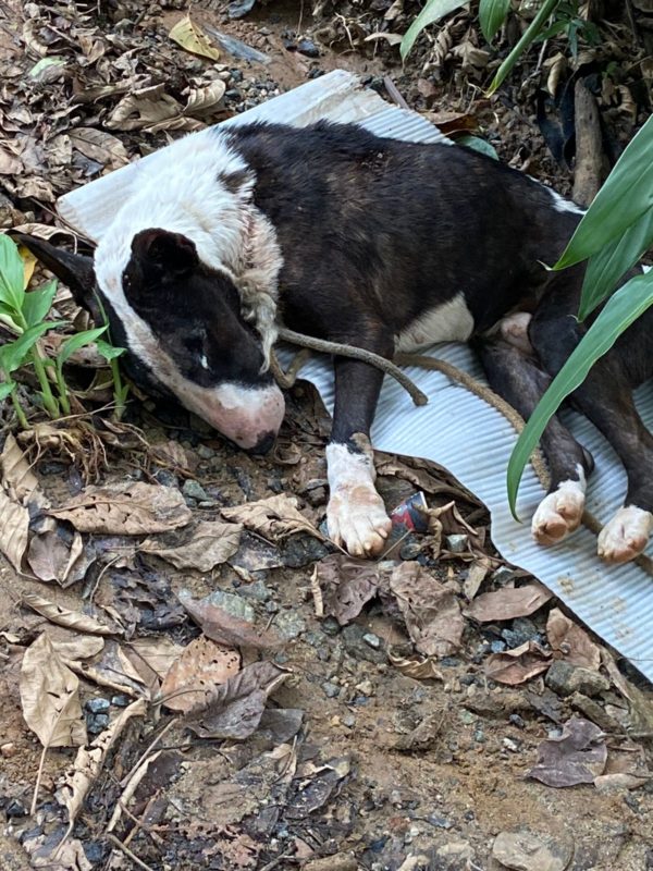 cão debilitado em situação de maus tratos