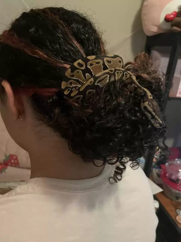 Cobra enrolada no cabelo