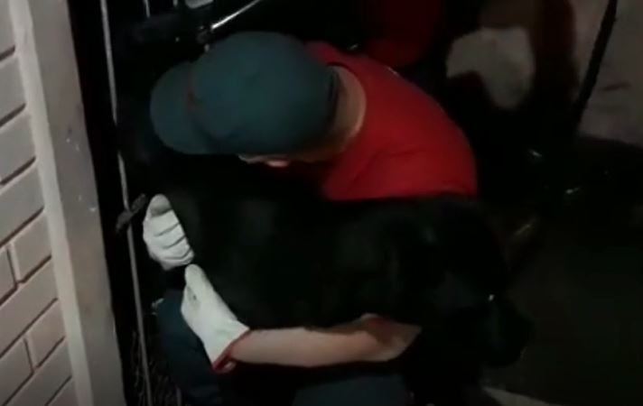 Cachorro fica entalado em grade e mobiliza bombeiros em Blumenau – Foto: CBMSC/Divulga&ccedil;&atilde;o/ND