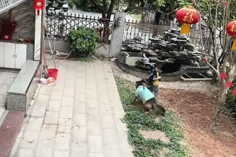 Cena flagrada chamou a aten&ccedil;&atilde;o e rapidamente viralizou na internet – Foto: Reprodu&ccedil;&atilde;o/Internet