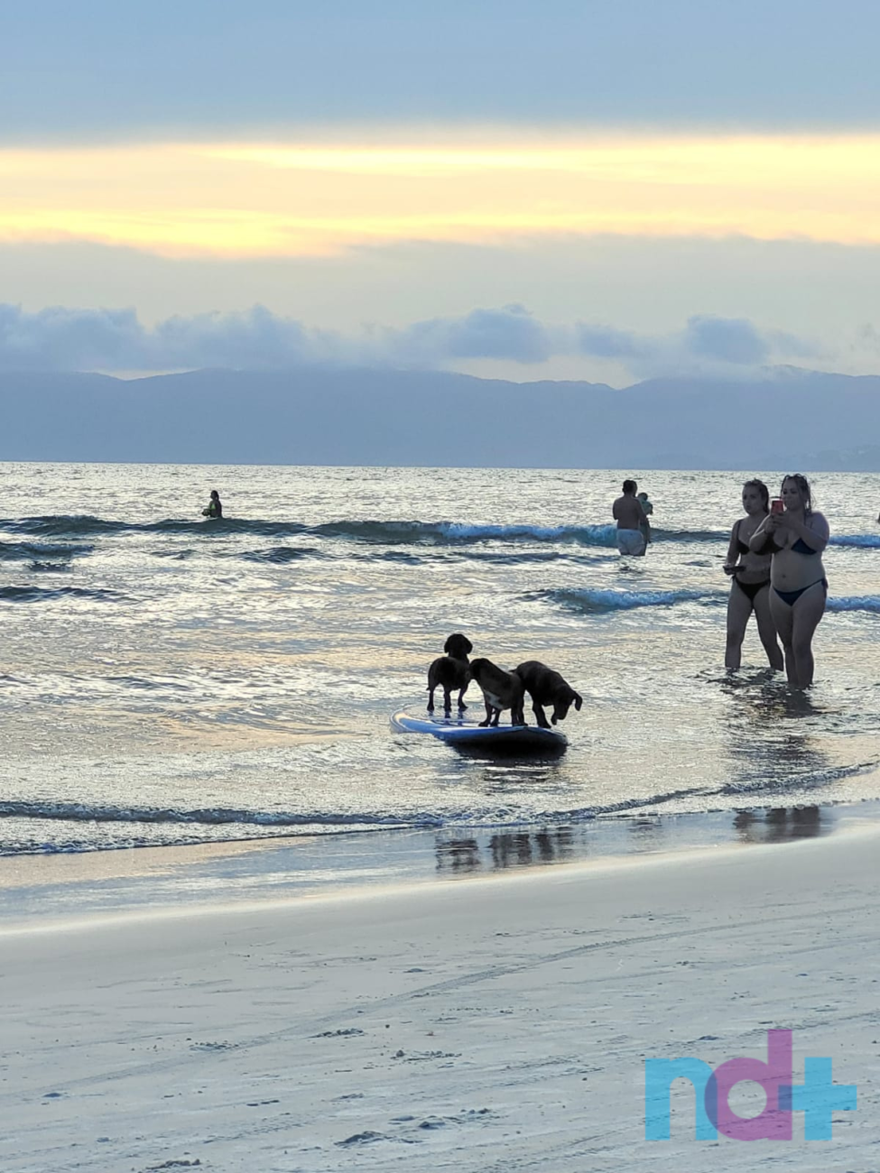 FOTOS: Surfe animal surpreende banhistas em praia de Santa Catarina | ND  Mais