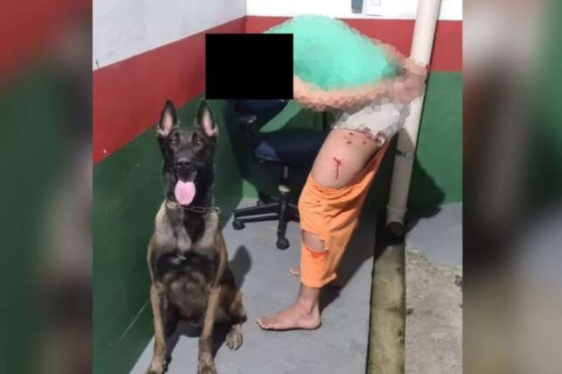 Tentativa de fuga foi frustrada pelo c&atilde;o Kalifa, no Pres&iacute;dio Regional de Jaragu&aacute; do Sul – Foto: Divulga&ccedil;&atilde;o/ND