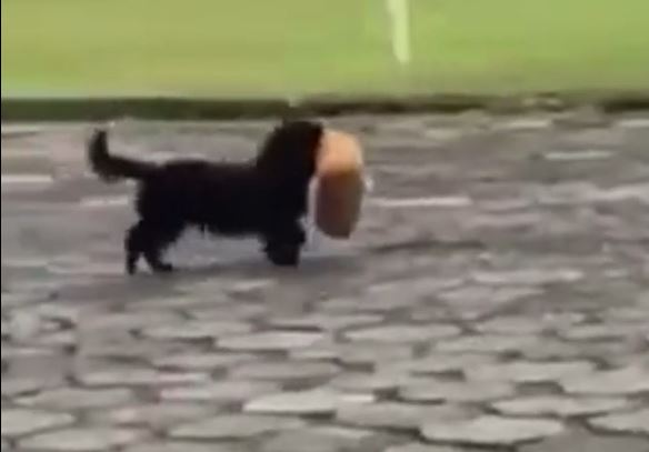 Cachorro rouba pacote de pão e sai ‘desfilando’ por rua de Taió – Foto: Taió Mil Grau/Divulgação