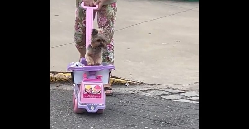 Vídeo de passeio de cachorro viralizou na internet
