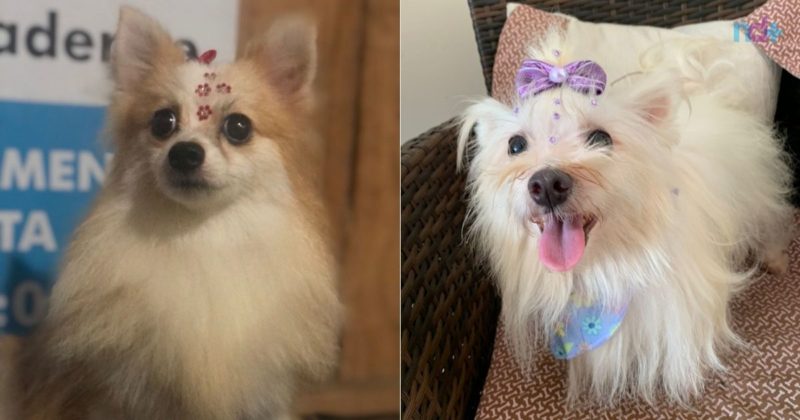 Mais de 40 c&atilde;es de ra&ccedil;a resgatados em Itaja&iacute; j&aacute; foram adotados – Foto: Instituto Itaja&iacute; Sustent&aacute;vel/Divulga&ccedil;&atilde;o/ND