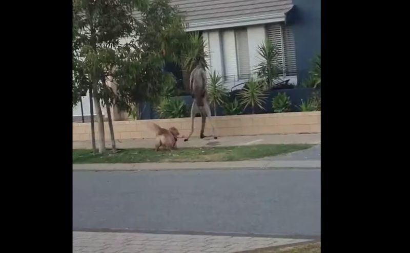 C&atilde;o enfrenta canguru em rua da Austr&aacute;lia – Foto: DailyMail/Reprodu&ccedil;&atilde;o/ND