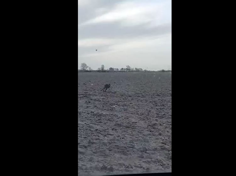 Zool&oacute;gico local afirma que nenhum canguru fugiu – Foto: Internet/Reprodu&ccedil;&atilde;o/ND