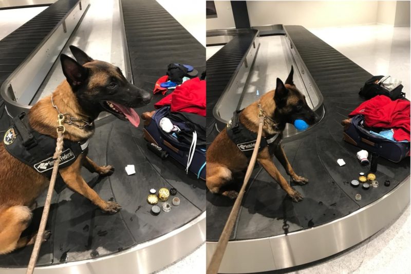 C&atilde;o encontrou os entorpecentes na bagagem de um passageiro vindo de S&atilde;o Paulo – Foto: Receita Federal/Divulga&ccedil;&atilde;o