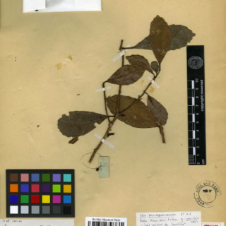 Relatos antigos de naturalistas sobre plantas populares, colo o mate, foram usados para atualizar seus hist&oacute;ricos e benef&iacute;cios – Foto: UFSC/Divulga&ccedil;&atilde;o/ND