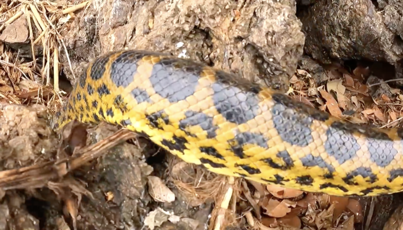 Pescadores d&atilde;o de cara com sucuris enquanto buscavam isca – Foto: Reprodu&ccedil;&atilde;o