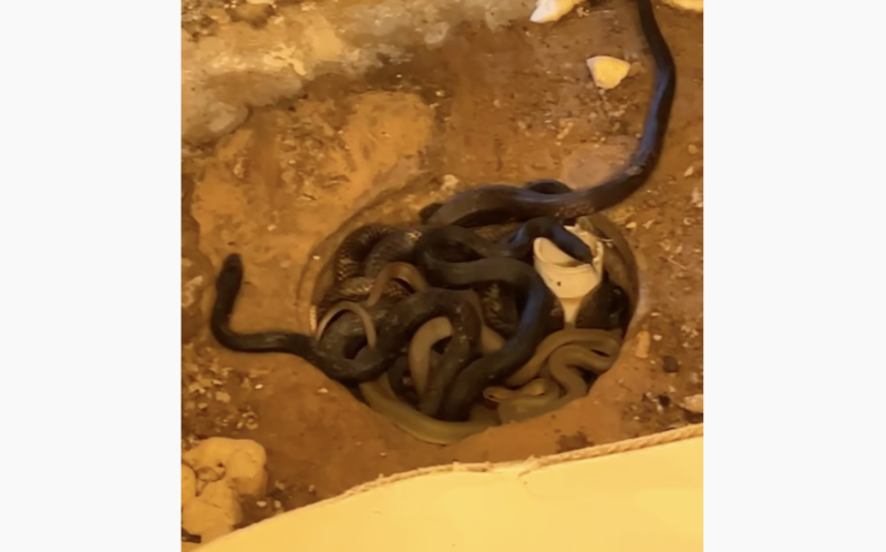 Cobras amontoadas eram o motivo do entupimento do ralo – Foto: Reprodu&ccedil;&atilde;o