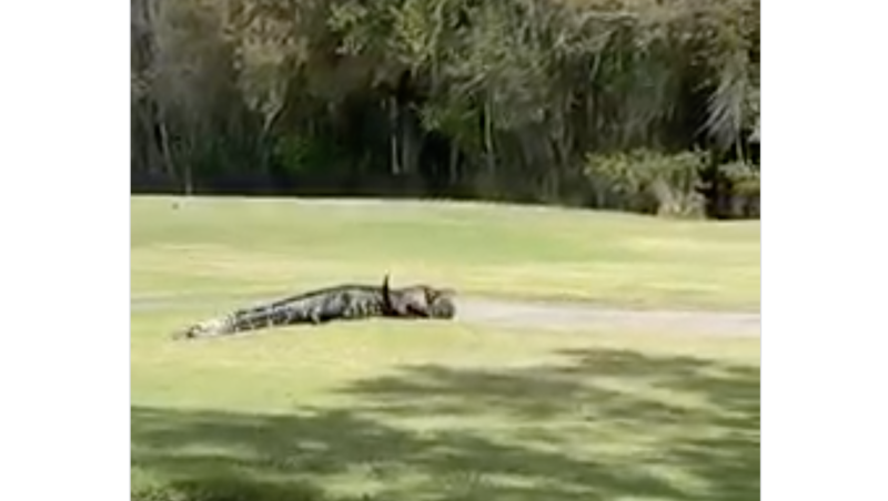 Jacar&eacute; canibal cruza campo de golfe com rival na boca: eles disputavam uma f&ecirc;mea – Foto: Reprodu&ccedil;&atilde;o