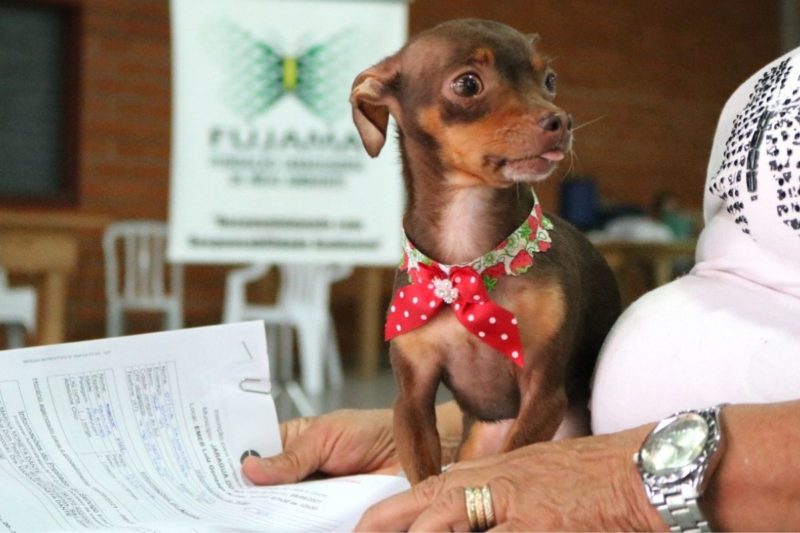 Fujama abre inscri&ccedil;&otilde;es para castra&ccedil;&atilde;o de gatas e cadelas – Foto: Divulga&ccedil;&atilde;o/ND