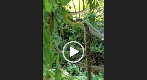 cobra abre a boca como se fosse dar o bote