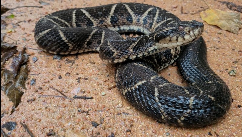 Cobra resgatada em jaraguá do sul
