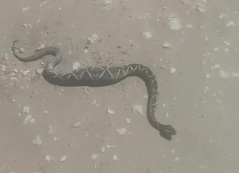 A foto mostra a cobra com rato na barriga – Foto: Foto: Bi&oacute;logo Gilberto Ademar Duwe