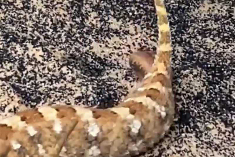 Cobra de chifres é flagrada em momento íntimo 