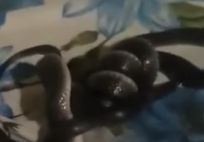 Momento em que cobra devora serpente da mesma espécie