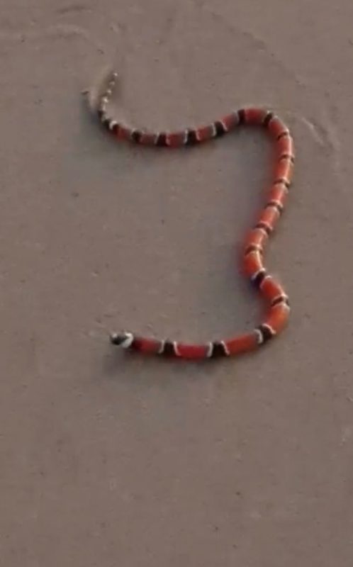 Cobra estava na areia da praia – Foto: Internet/Reprodu&ccedil;&atilde;o