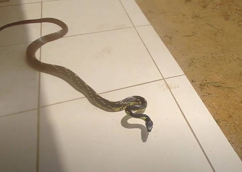 Homem conseguiu filmar o animal de perto – Foto: Reprodu&ccedil;&atilde;o