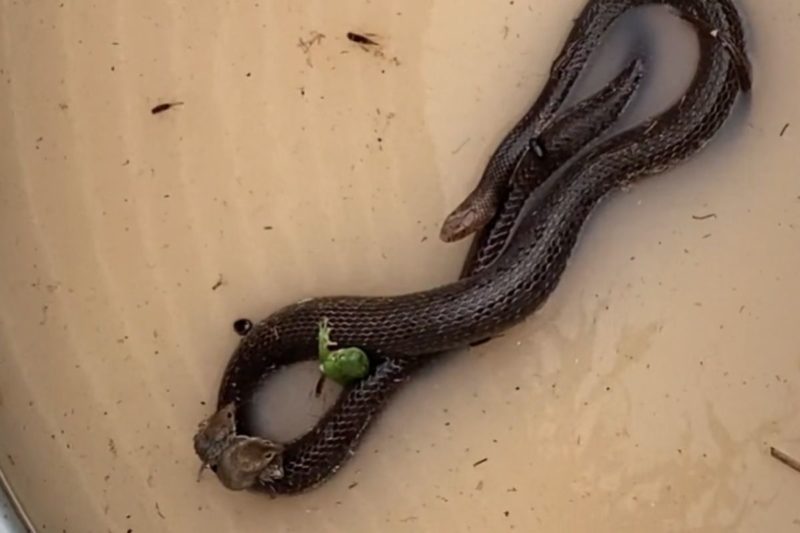 Cobra foi flagrada dando “carona” para os colegas na Austr&aacute;lia – Foto: Internet/Reprodu&ccedil;&atilde;o