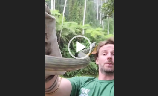 biólogo leva susto com cobra cipó