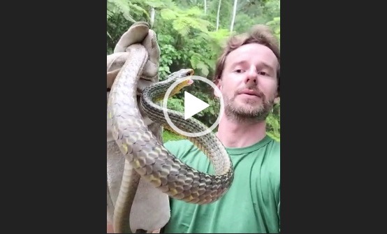 biólogo explica sobre cobra