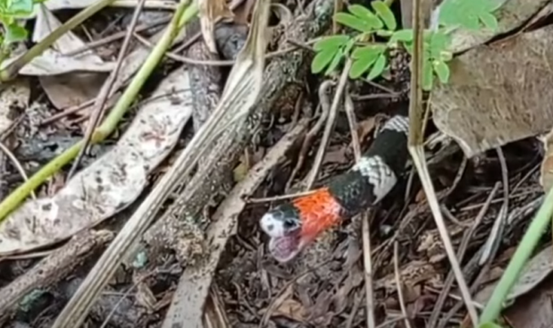 Imagem do momento em que a cobra abre a boca