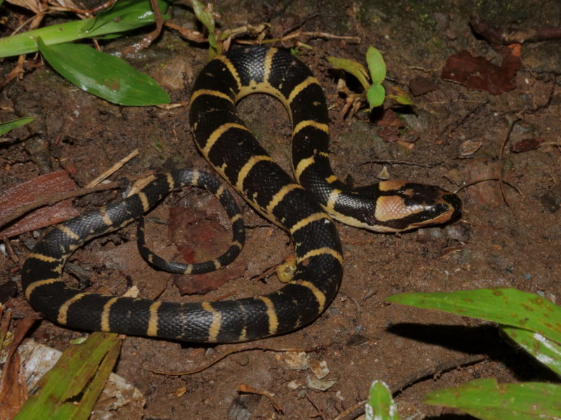 Visão da cobra sem a cobertura de musgos 