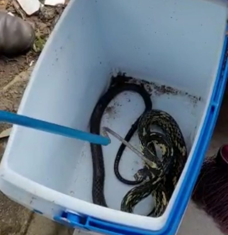 Cobra dentro de caixa