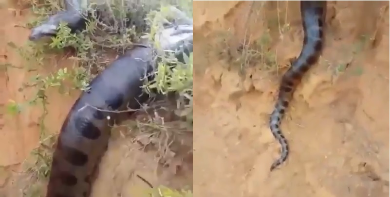 vÍdeo mulher dá de cara com sucuri de 6 metros em estrada e tem reação