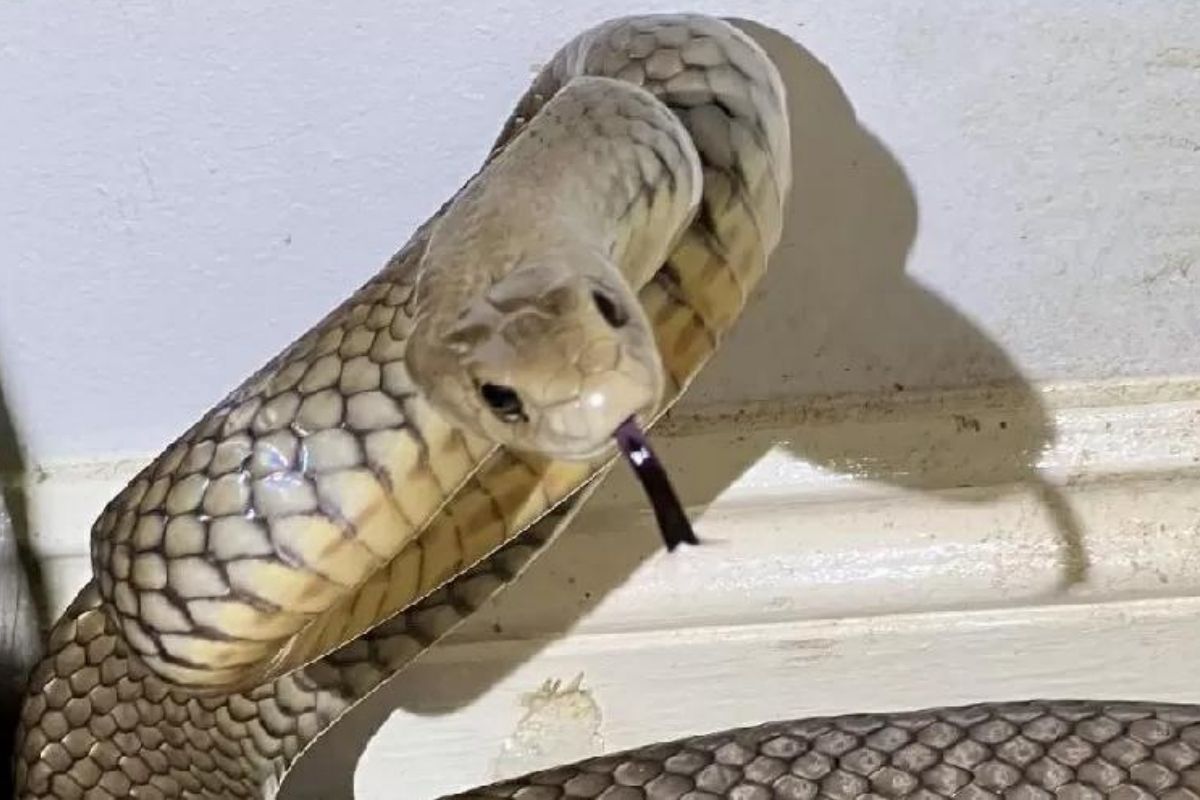 Australiana chama resgate para capturar cobra de borracha