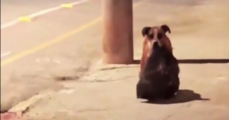 O c&atilde;ozinho viralizou ap&oacute;s ser flagrado fugindo com produtos supostamente &lsquo;roubados&rsquo;- Foto: Reprodu&ccedil;&atilde;o/Internet/ND