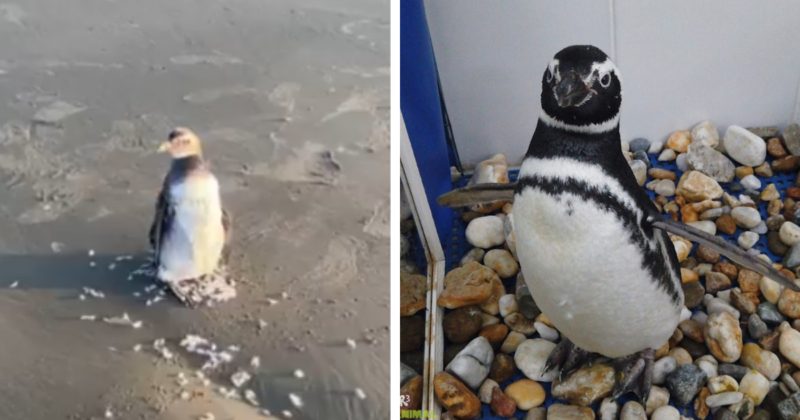 Como ele foi encontrado e como est&aacute; no momento – Foto: Internet/Reprodu&ccedil;&atilde;o ND