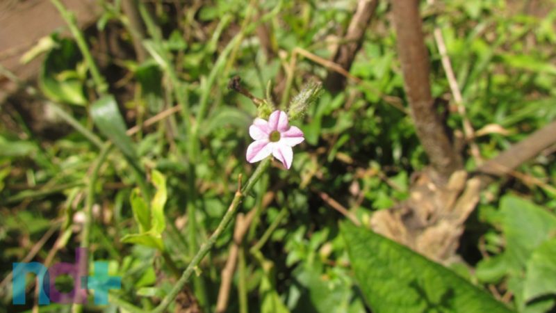 As &Aacute;reas de Preserva&ccedil;&atilde;o Permanente tamb&eacute;m ajudam a manter a diversidade de fauna e flora e a promover o bem-estar da popula&ccedil;&atilde;o – Foto: Arquivo/Arquivo Pessoal/ Luis Funez/ND