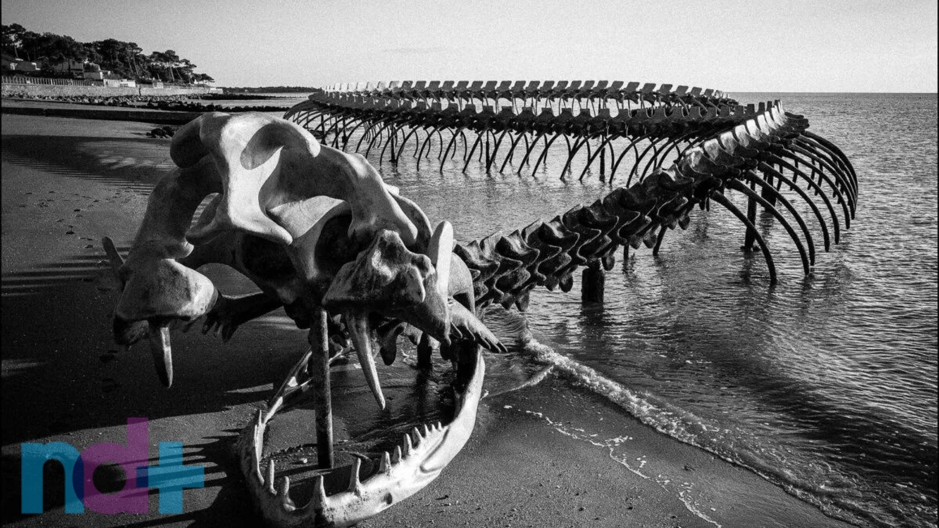 A verdade por trás do vídeo que mostra um 'esqueleto de cobra gigante' –  Metro World News Brasil
