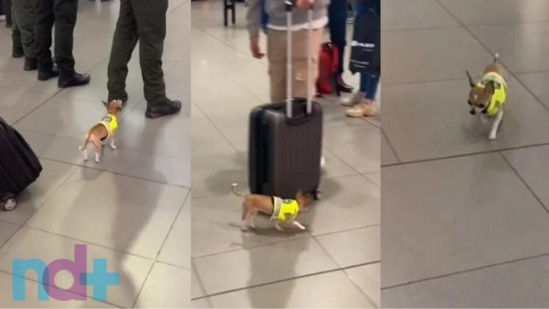 Chihuahua atua como c&atilde;o farejador em aeroporto – Foto: Reprodu&ccedil;&atilde;o/Internet
