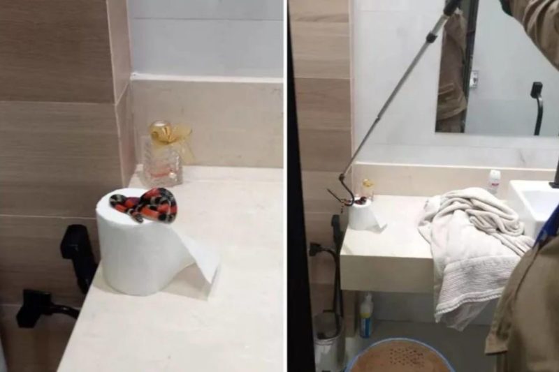 Cobra foi encontrada na segunda-feira (14), em Goian&eacute;sia – Foto: Divulga&ccedil;&atilde;o/ND