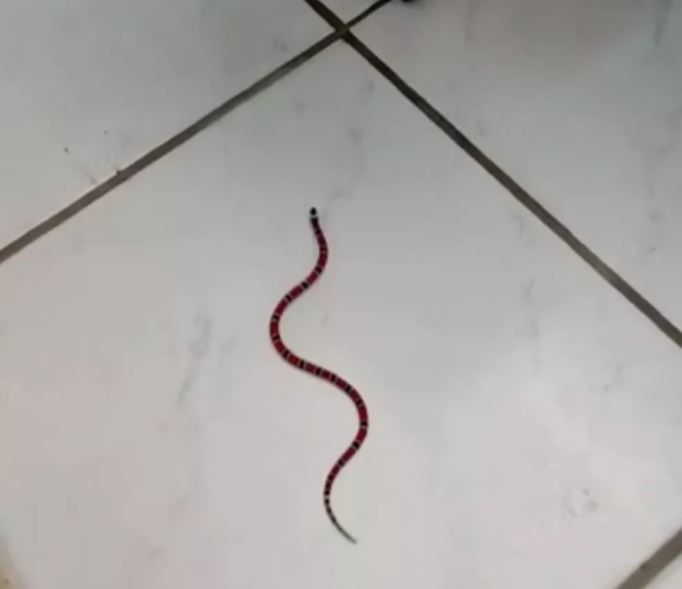 Cobra coral verdadeira caiu de teto dentro de sala de aula em escola de S&atilde;o Jos&eacute; – Foto: Julia Schaefer/ND