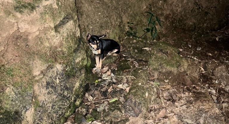 C&atilde;ozinho ficou o tempo todo ao lado da v&iacute;tima – Foto: Corpo de Bombeiros/ND