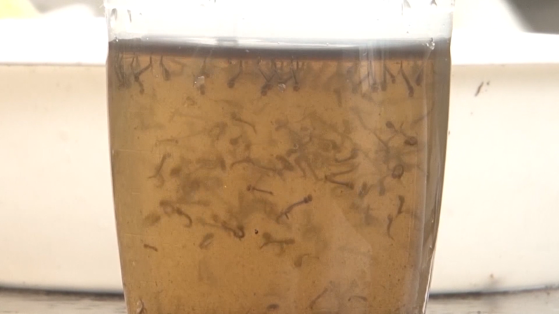 Joinville tem 2.246 focos do mosquito Aedes aegypti – Foto: Thiago Bonin/NDTV