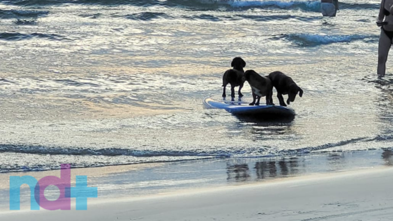 Cachorros tomam banho de mar e ainda surfam em Florian&oacute;polis – Fotos: Luiza Felin/Divulga&ccedil;&atilde;o/ND